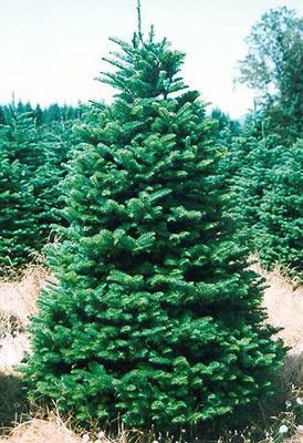 Wholesale Noble Fir Christmas Trees