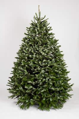 Wholesale Nordmann Fir Christmas Trees