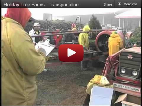 Wholesale Christmas tree transportation