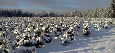 Our wholesale Christmas tree farm after a snowy night.